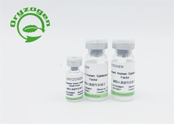 Человеческий фактор роста EGF эпидермический и человеческое животное bFGF свободные отсутствие стимулирования