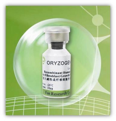 Рекомбинатный Oryza Sativa извлеченное -20℃ Storaged фактора bFGF протеина