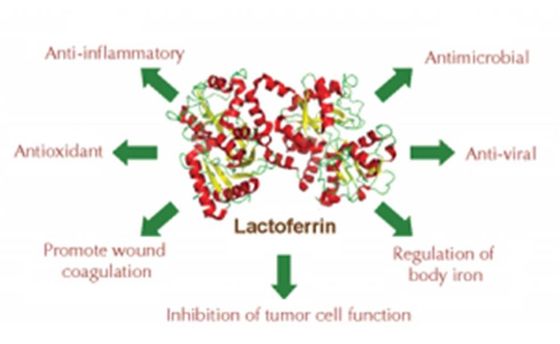 Lactoferrin Lyophiized противобактериологической очищенности больше чем 95% рекомбинатный с неорганическим солью