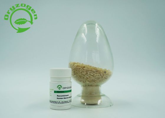 Рекомбинатное Oryza Sativa ИМЕЕТ замораживание - высушенный протеин альбумина порошка 66.554KD молекулярный массовый человеческий