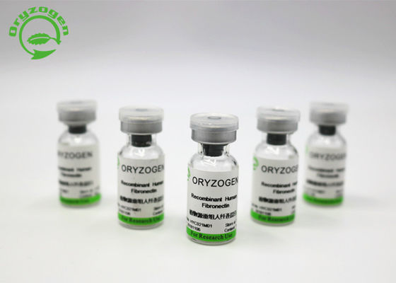 Покрывая агент в культуре клетки рекомбинатном Fibronectin с белого лиофилизованного порошка OsrhFN