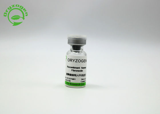 Oryzogen рекомбинатное Fibronectin увеличивает представление 206kD культуры клетки
